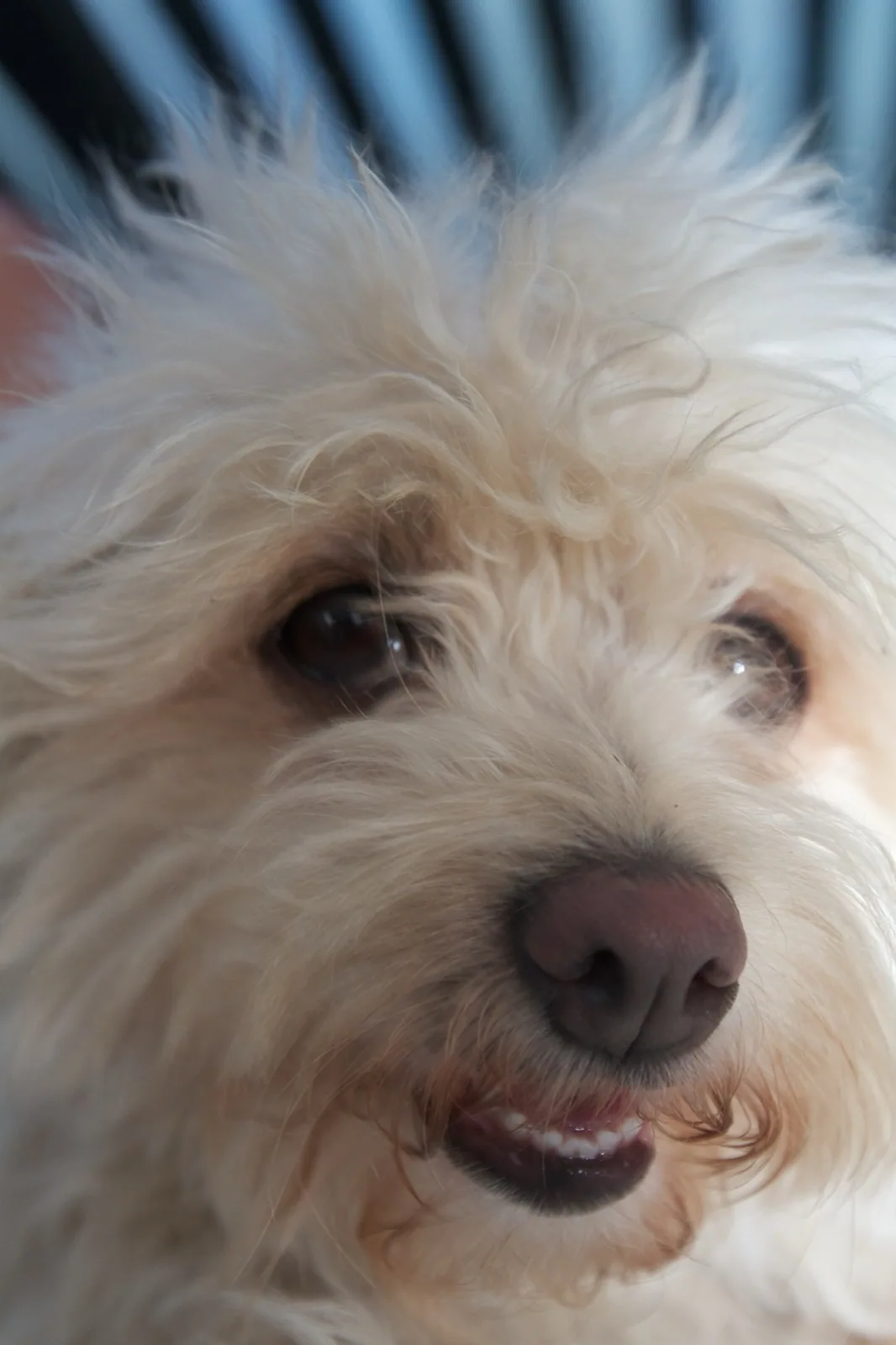Rozi